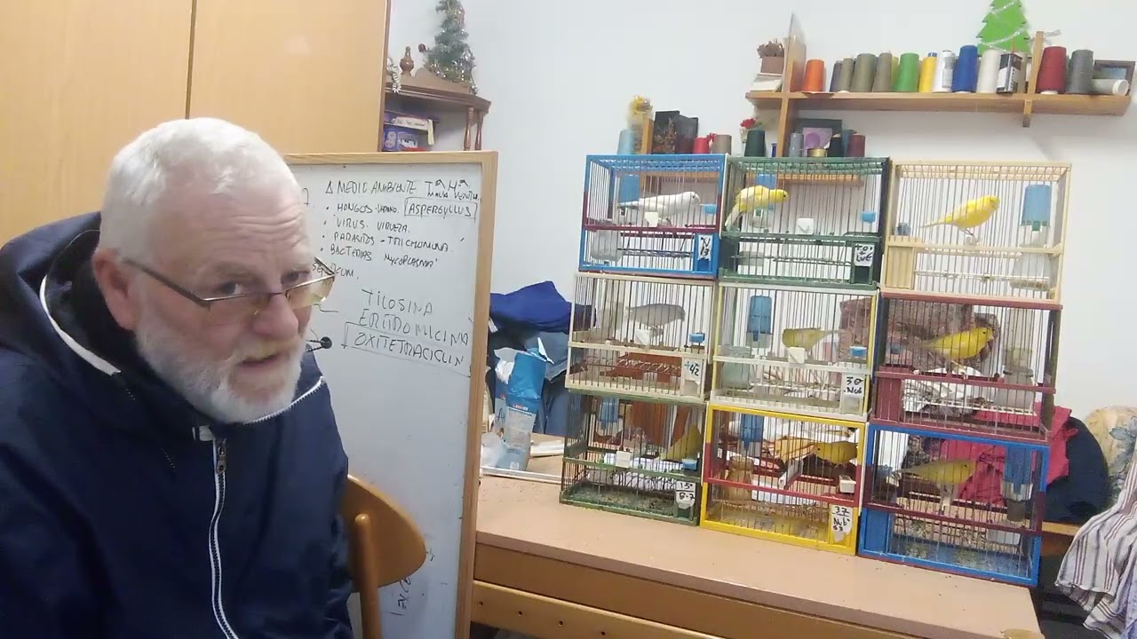 🐤🐤FACULTAD de COPIA YELLOW POWER