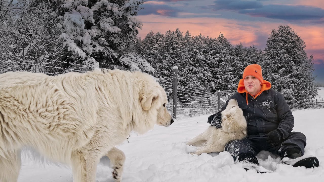 Farm Chores on a Snow Day - YouTube