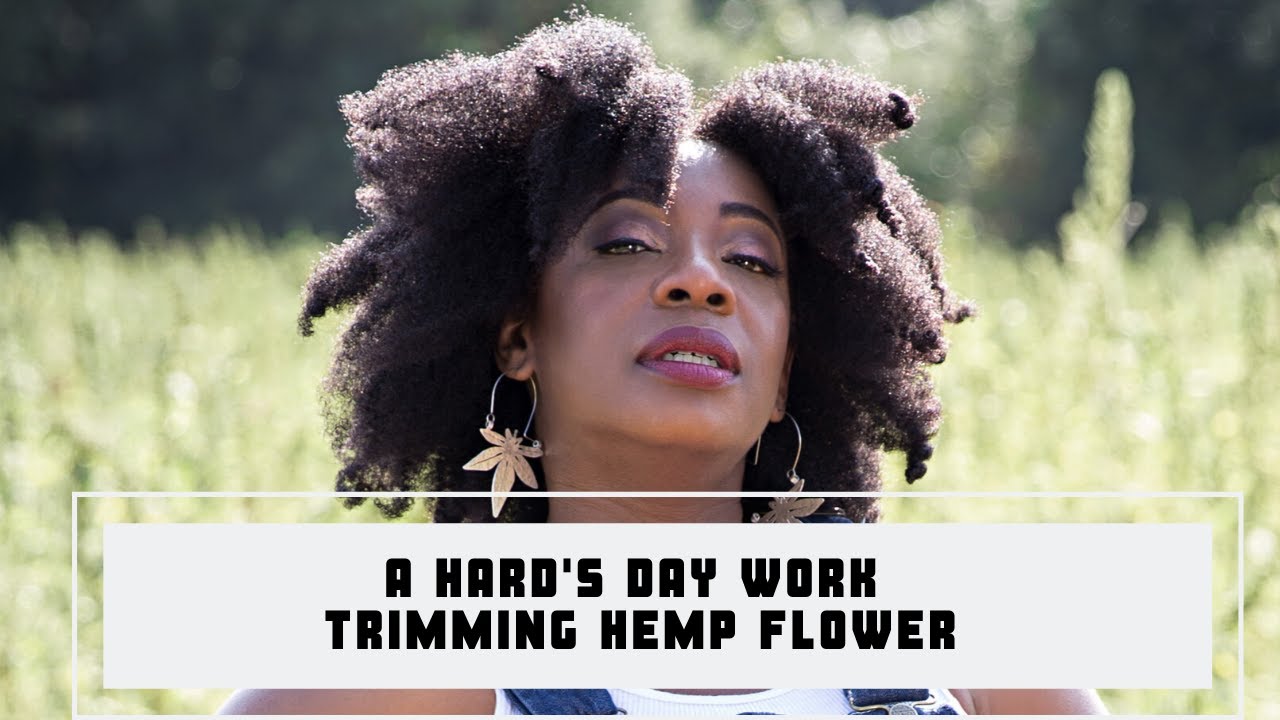 Hand Trimming Hemp Flower and Learning Growing Techniques
