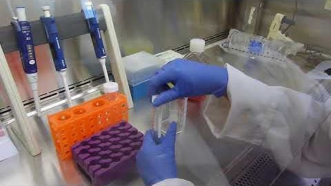 Lab 1: Cell Culture Media CCM and PLGA Film