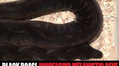 Black Boa Constrictors! IMG Gene Education at Perfect Predators- Part 4