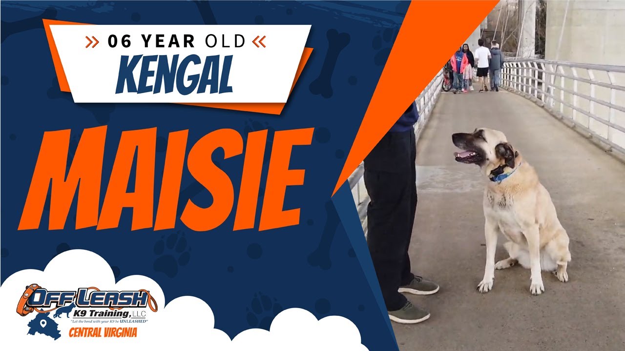 6 yo Kengal (Maisie) Richmond's Best Dog Training Off Leash K9