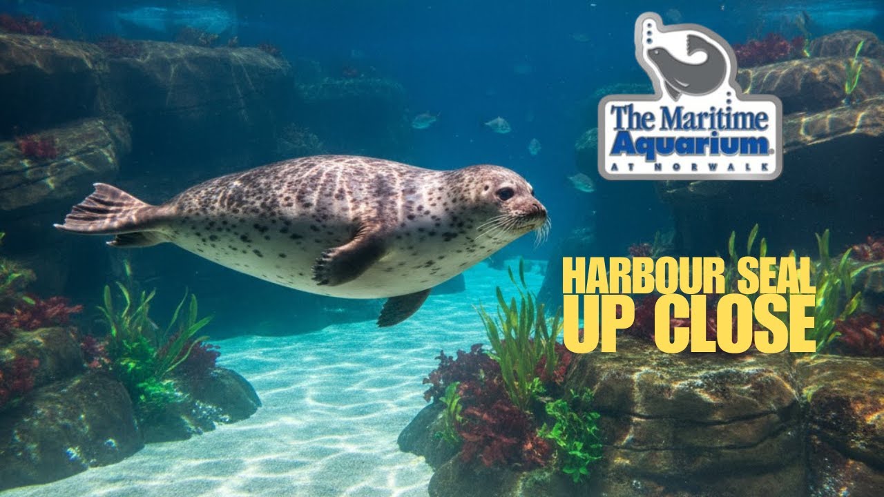 Maritime Aquarium at Norwalk Full Tour 2025