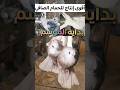 جوزنا الحمام الجديد شوفوا ايه الحصل Shortvideos Pigeon