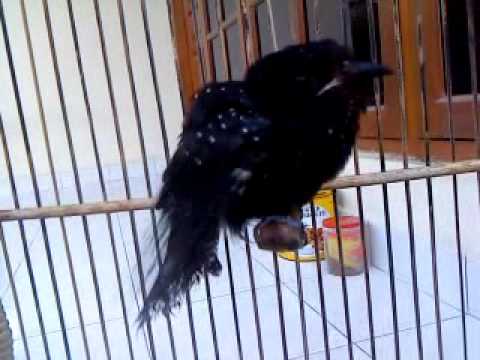 Kedasih Hitam Surniculus Lugubris Mp4 By Wahyu Adi Wirawan
