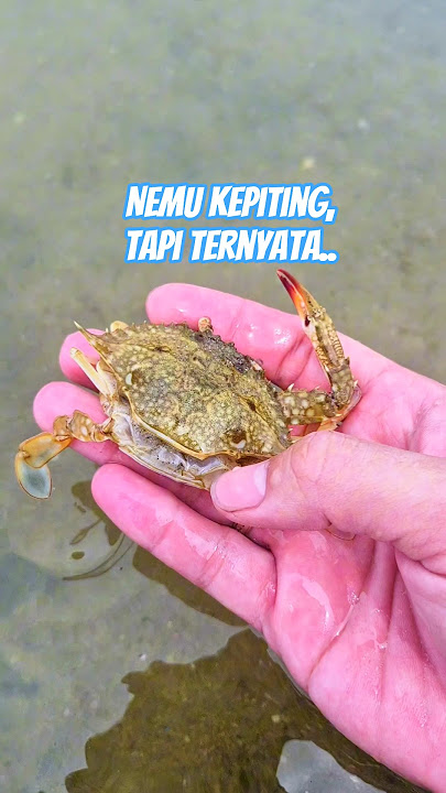 Nemu kepiting di laut, tapi ternyata cuma.. #kepiting #hewanlaut