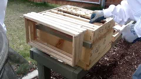 Week 1 First Hive check