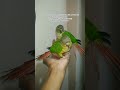 YSC TAMED AVAILABLE #birds #tamed #love #cute #pets #petshub #Sales #kitten #petshorts #madurai