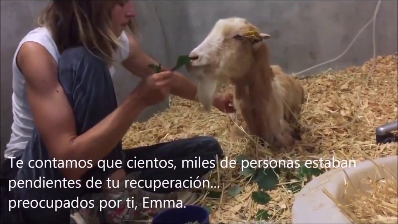 Emmas Secret Life Dog