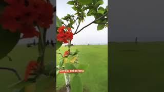 Cordia sebestena landscape tree near Qurum Beach | شجرة الكورديا