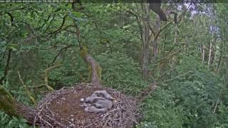 17H20M45S Melnais Starkis Chick Tries To Catch A Erfly