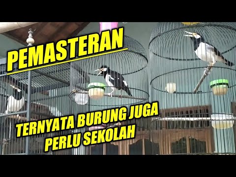 Video: 4 Cara Terbaik untuk Melatih Burung Beo Anda