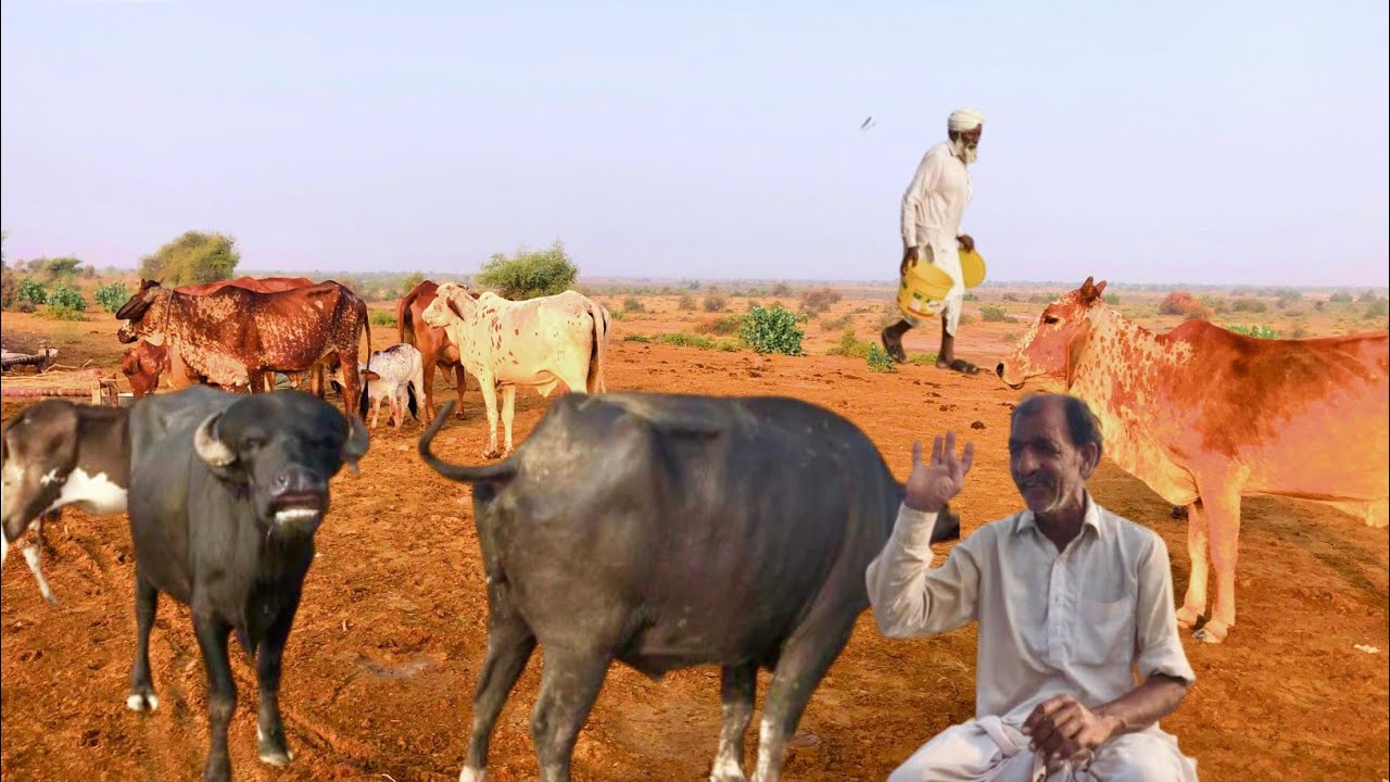 Cholistan Desert Village life Morning routine of desert Woman Desi village vlogs Pakistani