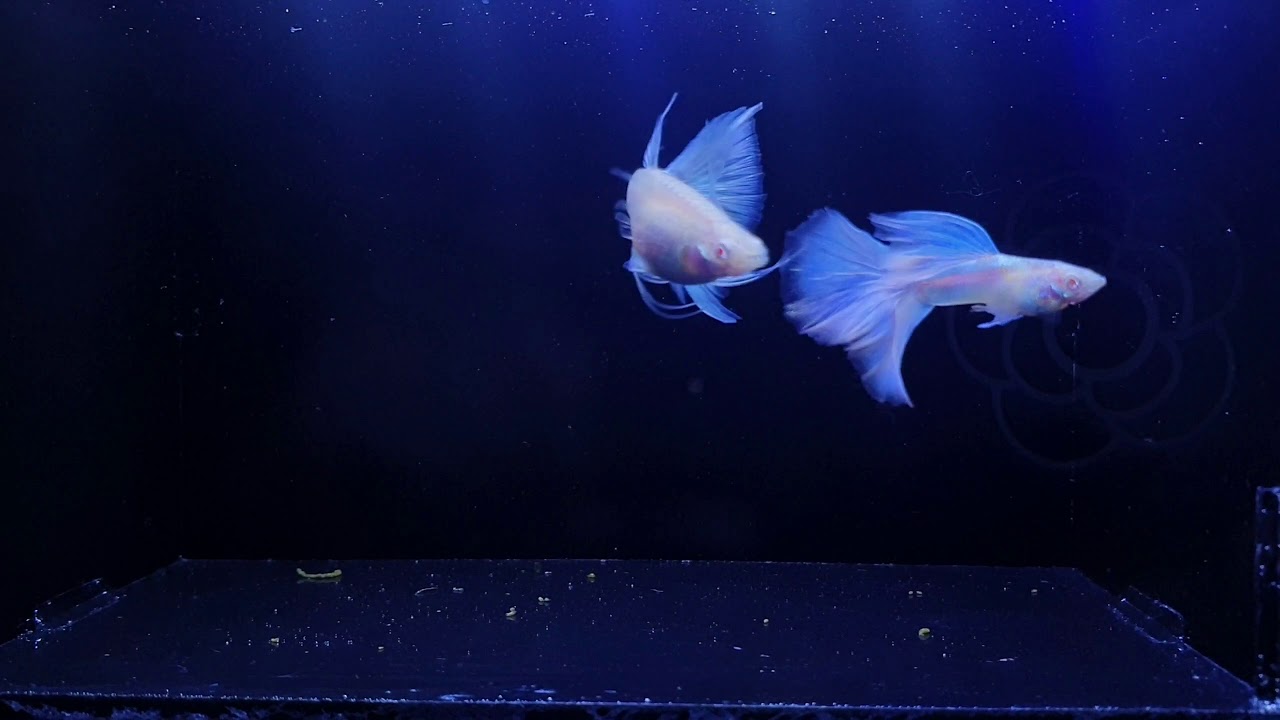 Albino blue topaz swallow guppy 