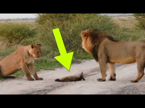 Video: Prečo je lev kráľom zvierat?