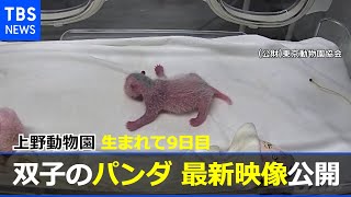 生まれて９日目 上野動物園の双子のパンダ、最新映像公開