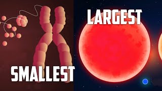 Size of the universe | Smallest to the Largest