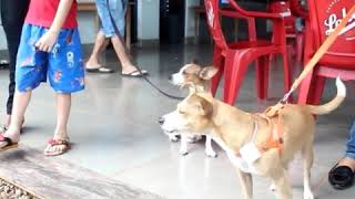 Pet sem Fronteiras