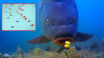 Cách Làm Lưỡi Câu Cá Chép Sông Siêu Nhạy - Quan Sát Cách Cá Chép Ăn Mồi Để Làm Lưỡi Câu.