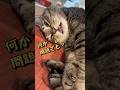 くせ強元野良猫チュンパ君の昼寝がこちら