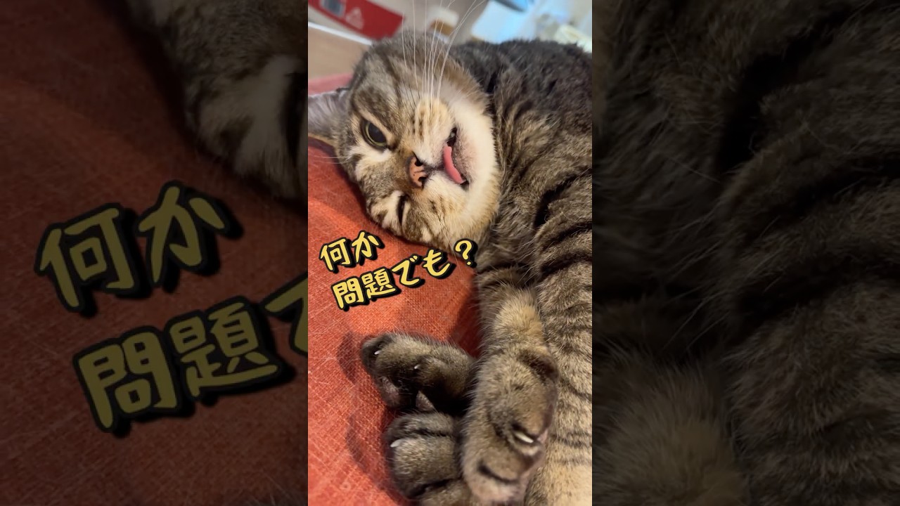 くせ強元野良猫チュンパ君の昼寝がこちら