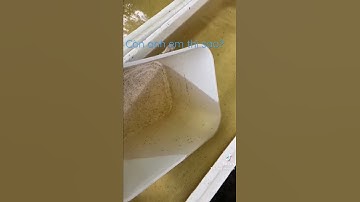 Cho cá bột ra hồ lớn, không sợ sốc nước