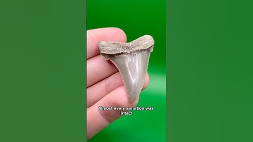 Fossil shark teeth don’t get much better than this !
