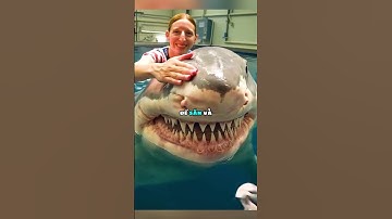 Răng cá mập thời cổ đại trên bãi biển 🦈