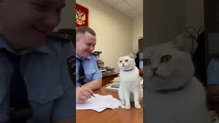 Полицейский сказал — оформляем в команду 😎🐾 #gamebox #безвложений