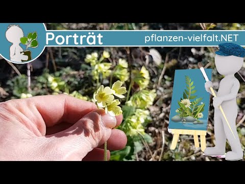 ?️ Porträt 015 - Hohe Schlüsselblume (Primula elatior) - Wildpflanzen-Steckbrief (Essbar)