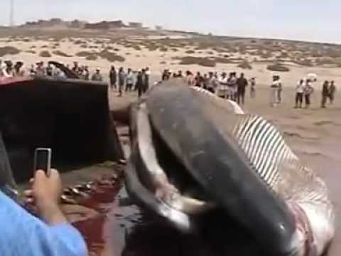 Sidi essay massa maroczik