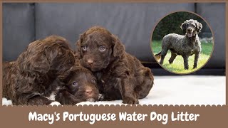 Macy's Portuguese Water Dog Litter Reveal