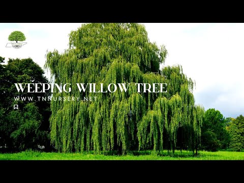 The Fast Growing Weeping Willow Tree - TN NURSERY