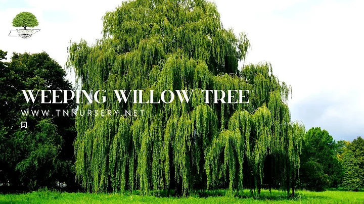 The Fast Growing Weeping Willow Tree - TN NURSERY - DayDayNews