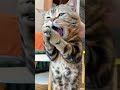 Надо перекусить🙀🙀🙀#cat #котики #funny #shorts #gatos