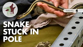 Garter snake stuck in pole