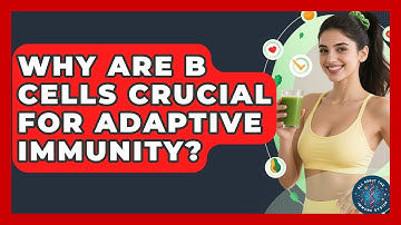 Why Are B Cells Crucial For Adaptive Immunity? - All About the Immune System