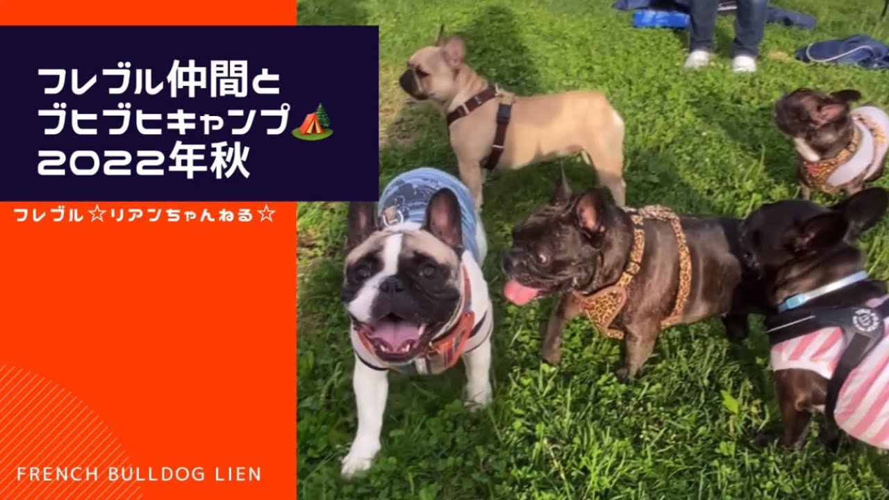 14ブヒ と一緒にブヒブヒキャンプ 22年秋 フレンチブルドッグ Youtube