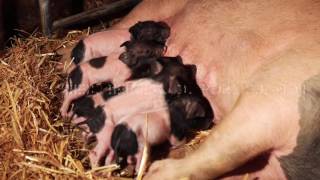 Boucherie Barris Resimi