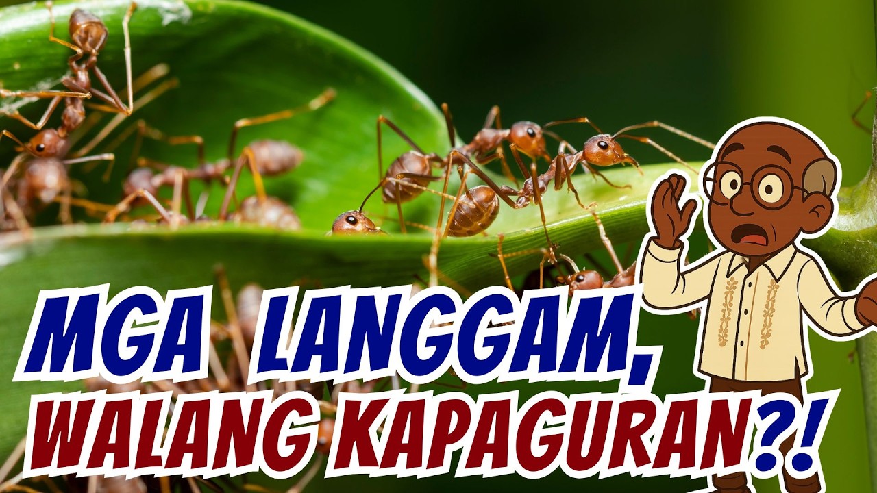 Bakit Hindi Napapagod ang mga Langgam? [ID1702]