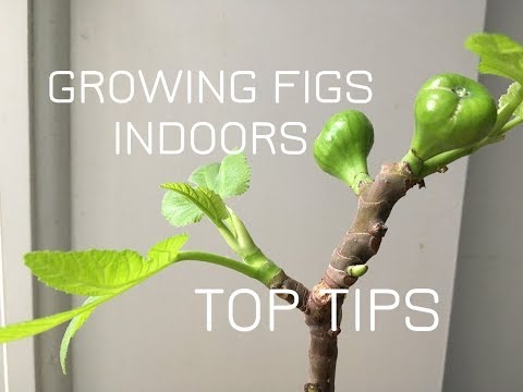 Growing FIG TREES Indoors: Top TIPS