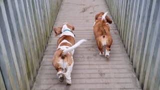 Basset hounds in hot pursuit