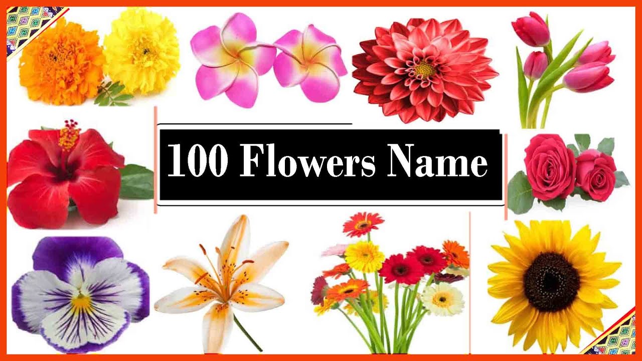 Flowers name for kids,flowers name for ukg class,flowers name for ...