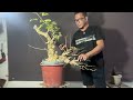 Vlog#11: Part3 Wiring/Layout 🌳