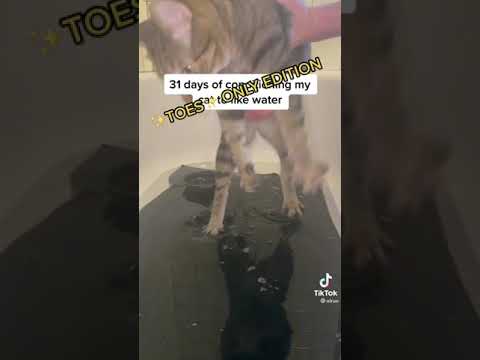 Videó: Hogyan kell gondoskodni egy koraszülött cicáról: 15 lépés