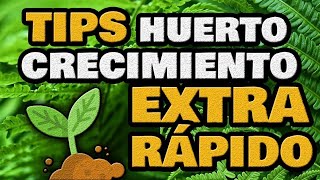 Tips para un CRECIMIENTO más RÁPIDO de tus Plantas  Vegetales más Rápidos para Huertos Urbanos