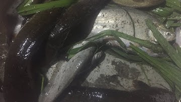 Câu Cá Trê Vàng Thác Lác Một Ngày Dằm Mưa Giải Nắng Xóm Cây Nhãn