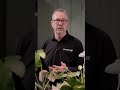 Tropenpflanzen richtig düngen | Nährstoffe für gesunde Zimmerpflanzen | toom Pflanzentipps #shorts
