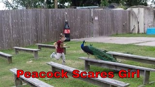 Peacock Scares Girl
