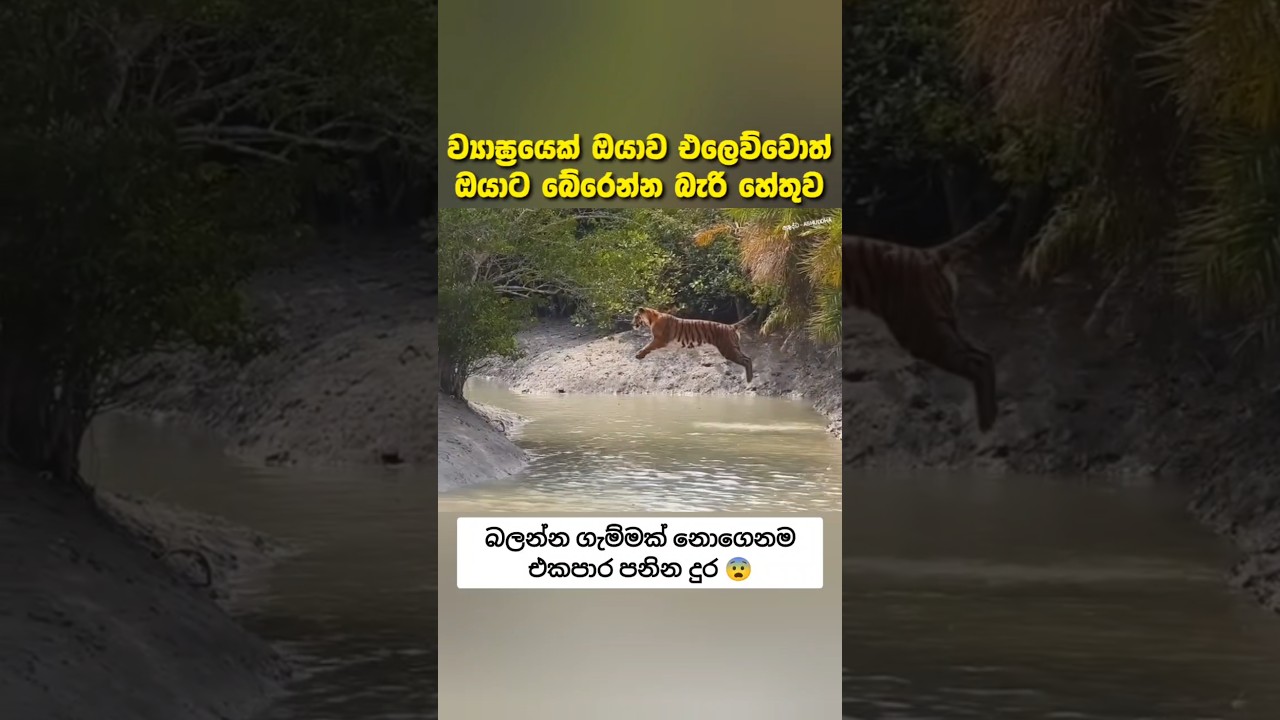 මෙයින් කෙනෙක් ඔයාව එලෙව්වොත් ඔයාට දෙවියන්ගෙ පිහිටයි 😨 #fyp #සැම්පා #ashuddha